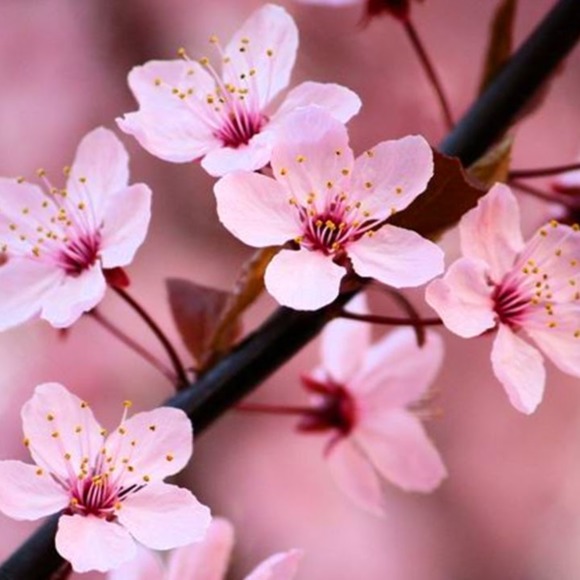 blossomlovely